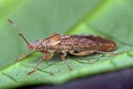 Orsillus depressus / Kein deutscher Name / Bodenwanzen - Lygaeidae - Orsillinae