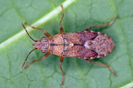 Orsillus depressus / Kein deutscher Name / Bodenwanzen - Lygaeidae - Orsillinae