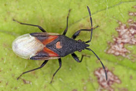 Oxycarenus lavaterae / Lindenwanze / Malvenwanze / Bodenwanzen - Lygaeidae - Oxycareninae