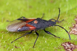 Oxycarenus lavaterae / Lindenwanze / Malvenwanze / Bodenwanzen - Lygaeidae - Oxycareninae