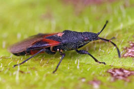 Oxycarenus lavaterae / Lindenwanze / Malvenwanze / Bodenwanzen - Lygaeidae - Oxycareninae