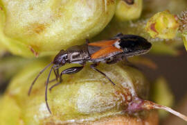 Pterotmetus staphyliniformis / Ohne deutschen Namen / Bodenwanzen - Lygaeidae