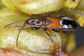 Pterotmetus staphyliniformis / Ohne deutschen Namen / Bodenwanzen - Lygaeidae