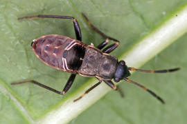 Rhyparochromus vulgaris (L 4) / Gemeine Bodenwanze / Bodenwanzen - Lygaeidae