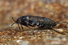 Rhyparochromus vulgaris / Gemeine Bodenwanze / Bodenwanzen - Lygaeidae