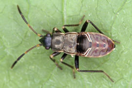 Rhyparochromus vulgaris (L 4) / Gemeine Bodenwanze / Bodenwanzen - Lygaeidae