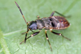 Rhyparochromus vulgaris (L 4) / Gemeine Bodenwanze / Bodenwanzen - Lygaeidae