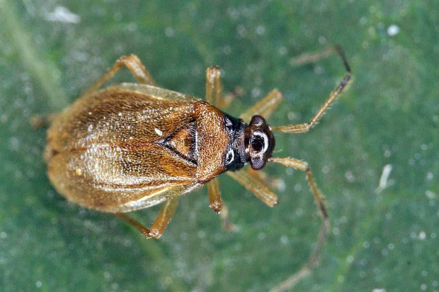 Bryocoris pteridis / Farn-Pumpel / Weichwanzen - Miridae