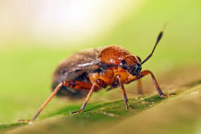 Capsus ater / "Schwarzrote Weichwanze" / Weichwanzen - Miridae