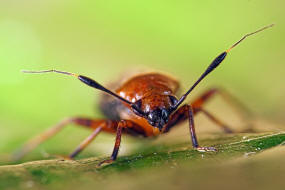 Capsus ater / "Schwarzrote Weichwanze" / Weichwanzen - Miridae