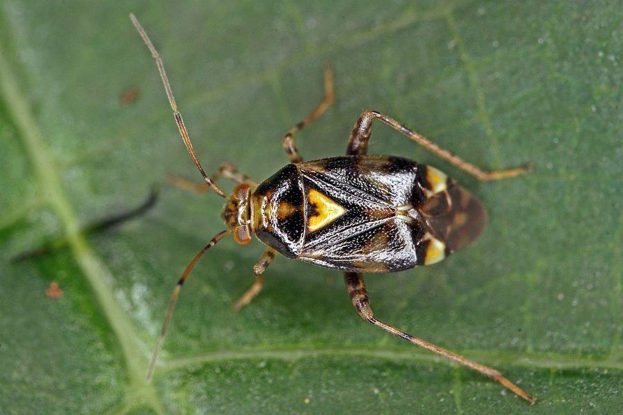 Liocoris tripustulatus / Gepunktete Nesselwanze / Weichwanzen - Miridae