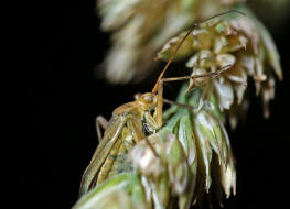 Calocoris affinis / Grne Distelwanze / Weichwanzen - Miridae