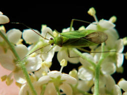 Calocoris alpestris / Almen-Schmuckwanze / Weichwanzen - Miridae