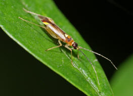 Campyloneura virgula / Ohne deutschen Namen / Weichwanzen - Miridae