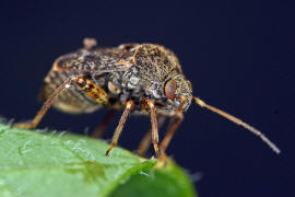 Charagochilus gyllenhalii  / Ohne deutschen Namen / Weichwanzen - Miridae