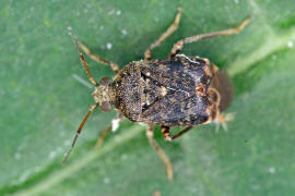 Charagochilus gyllenhalii  / Ohne deutschen Namen / Weichwanzen - Miridae