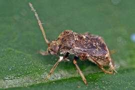 Charagochilus gyllenhalii  / Ohne deutschen Namen / Weichwanzen - Miridae