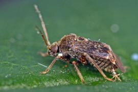 Charagochilus gyllenhalii  / Ohne deutschen Namen / Weichwanzen - Miridae