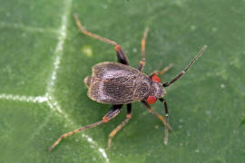 Chlamydatus evanescens / Gestutzter Dolling / Weichwanzen - Miridae