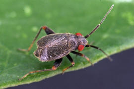 Chlamydatus evanescens / Gestutzter Dolling / Weichwanzen - Miridae