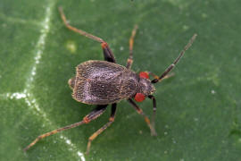 Chlamydatus evanescens / Gestutzter Dolling / Weichwanzen - Miridae