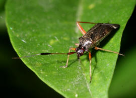 Closterotomus biclavatus / Zweikeulen Weichwanze / Weichwanzen - Miridae