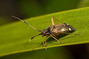 Closterotomus biclavatus / Zweikeulen Weichwanze / Weichwanzen - Miridae