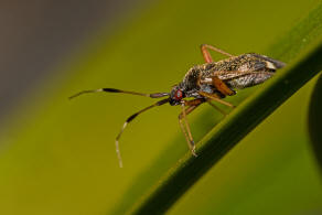 Closterotomus biclavatus / Zweikeulen Weichwanze / Weichwanzen - Miridae