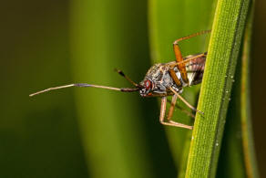 Closterotomus biclavatus / Zweikeulen Weichwanze / Weichwanzen - Miridae