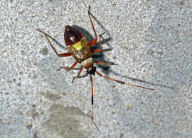 Closterotomus biclavatus / Zweikeulen Weichwanze / Weichwanzen - Miridae