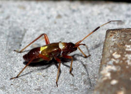 Closterotomus biclavatus / Zweikeulen Weichwanze / Weichwanzen - Miridae