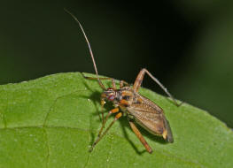 Closterotomus fulvomaculatus / Braune Schmuckwanze / Weichwanzen - Miridae