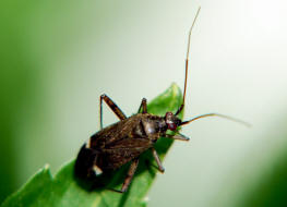 Closterotomus fulvomaculatus / Braune Schmuckwanze / Weichwanzen - Miridae