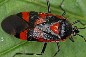 Deraeocoris trifasciatus / Dreigestreifte Weichwanze / Weichwanzen - Miridae