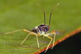 Dryophilocoris flavoquadrimaculatus / Vierfleck-Eichenwanze / Weichwanzen - Miridae