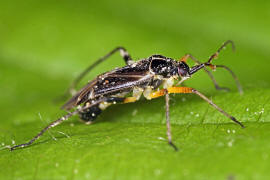 Harpocera thoracica / Eichenwanze / Blind- / Weichwanzen - Miridae