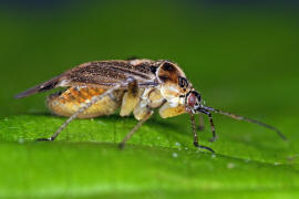 Harpocera thoracica / Eichenwanze / Blind- / Weichwanzen - Miridae