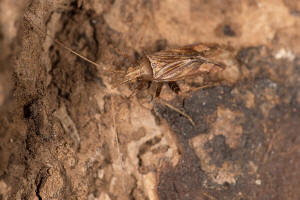 Phytocoris varipes / Kruter-Laubwanze / Weichwanzen - Miridae