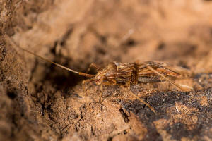 Phytocoris varipes / Kruter-Laubwanze / Weichwanzen - Miridae