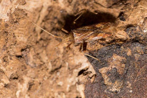 Phytocoris varipes / Kruter-Laubwanze / Weichwanzen - Miridae