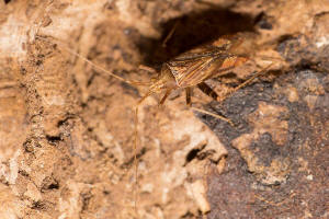 Phytocoris varipes / Kruter-Laubwanze / Weichwanzen - Miridae