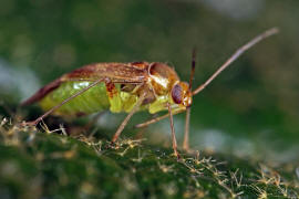 Pinalitus cervinus / Braungelber Fax / Weichwanzen - Miridae