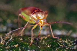 Pinalitus cervinus / Braungelber Fax / Weichwanzen - Miridae