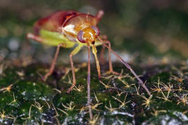 Pinalitus cervinus / Braungelber Fax / Weichwanzen - Miridae