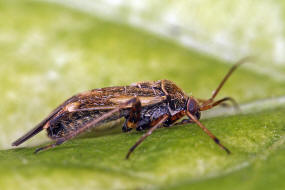 Polymerus unifasciatus / Ohne deutschen Namen / Weichwanzen - Miridae