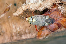 Rhabdomiris striatellus / Eichen-Schmuckwanze / Weichwanzen - Miridae