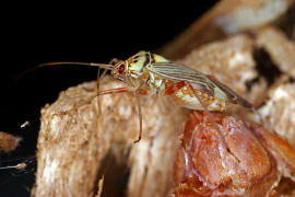 Rhabdomiris striatellus / Eichen-Schmuckwanze / Weichwanzen - Miridae