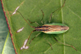 Stenodema holsata / Wiesen-Schmalwanze / Weichwanzen - Miridae