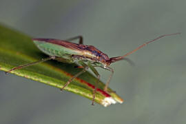 Stenodema holsata / Wiesen-Schmalwanze / Weichwanzen - Miridae