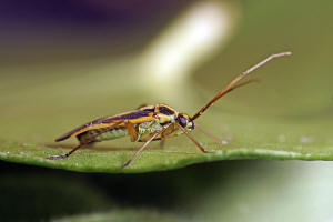 Stenotus binotatus / Zweifleck-Weichwanze / Weichwanzen - Miridae - Mirinae